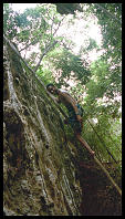 Darryl Jones climbing the vine