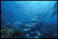 School of yellow tail snapper, Grand Cayman