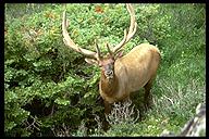 Elk. Rocky Mountain National Park, Colorado