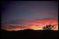 Sunset at Joshua Tree. Joshua Tree NP, California