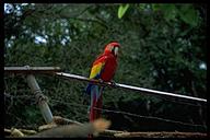 Scarlett Macaw, Copan, Honduras