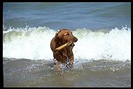 Tuckerman playing in the water. Lake Michigan, Michigan