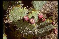 Prickley pair cactus. Saguaro National Park, Arizona
