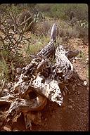 Inards of a fallen Saguaro. Saguaro National Park, Arizona